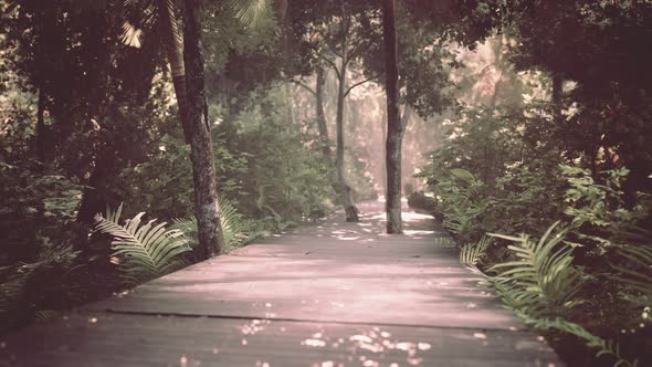 Wooden Path Track From Planks in Forest Park