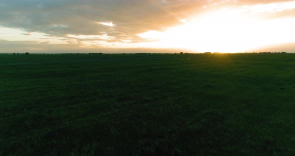 Flight Above Rural Summer Landscape with Endless Yellow Field at Sunny Summer Evening. Agricultural