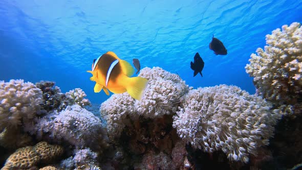 Underwater Clownfish and Soft Coral