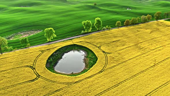 Yellow rape field at countryside in sunny spring. alt