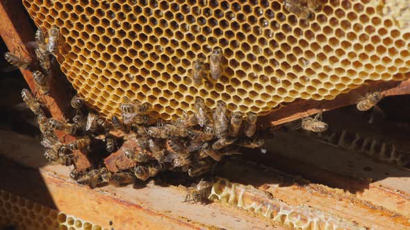 View of the Opened Hive Body Showing the Frames Populated By Honey Bees