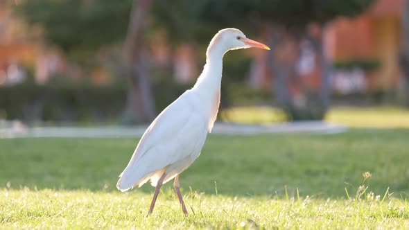 White Cattle Egret Wild Bird Also Known As Bubulcus Ibis Walking on Green Lawn in Summer