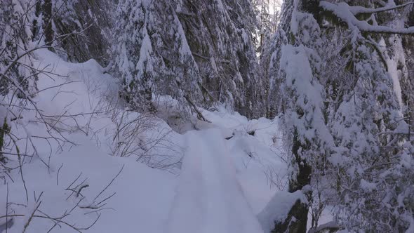 Hiking Path in Canadian Nature Trees in Forest Winter Snow Sunny Sky