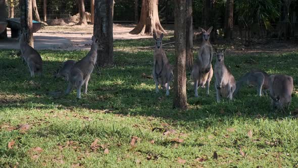 Kangaroos at the Zoo