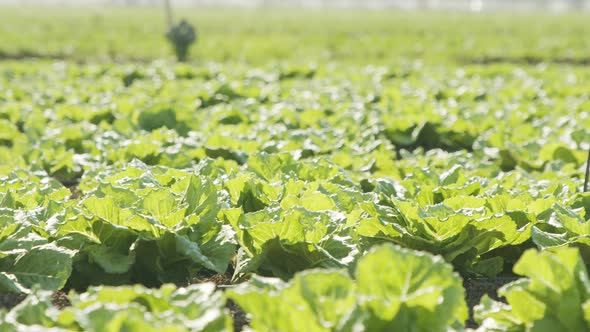 Lettuce plants in a large agricultural field, tracking shot