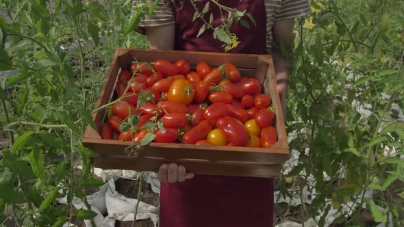 Box with Fresh Tomatoes in Hands of Walking Farmer