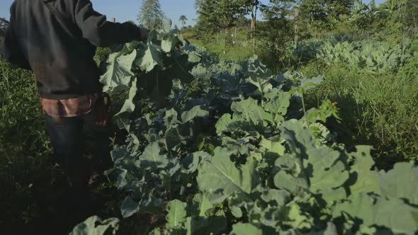 Farmer carries a broccoli plant through a vegetable crop field.