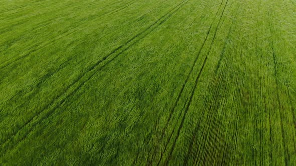 Aerial Wide-angle Shot. General Plan of a Large Field. Green Vegetation