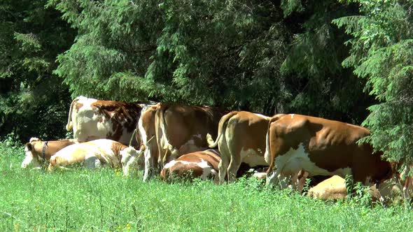 Alpine cows seek shade under the trees.