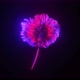3D Flower Motion - VideoHive Item for Sale