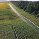 Sunflower Field Autowatering System - VideoHive Item for Sale