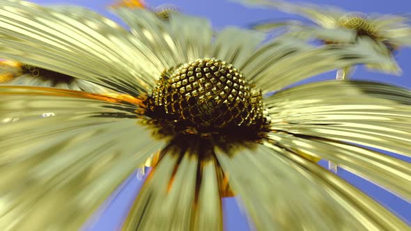 Flower Background Chamomile