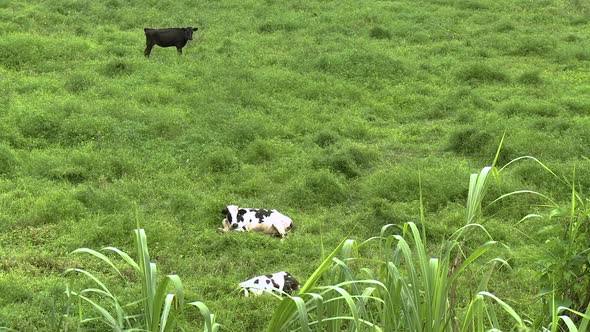 Cows Resting in Green Fields on a Windy Day