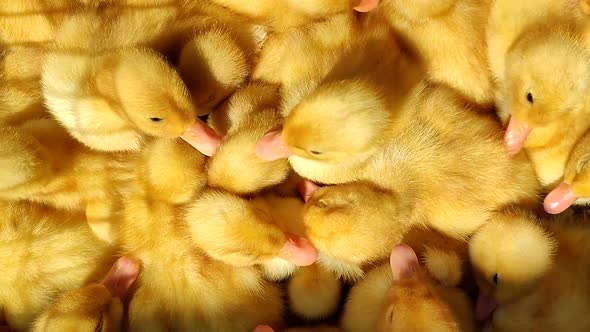 Many Little Yellow Ducks Closeup on Sunne Day