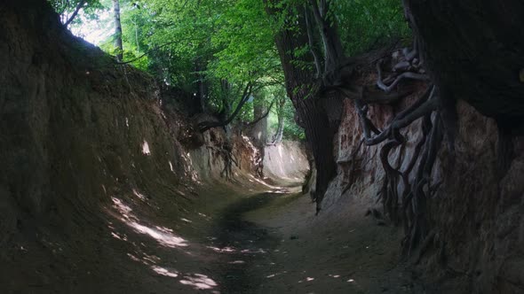 Loess Ravine in Kazimierz Dolny, Poland