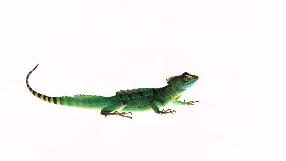 Green Basilisks or Basiliscus Basiliscus on White Background.