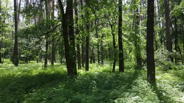 Trees in the Forest By Summer Day