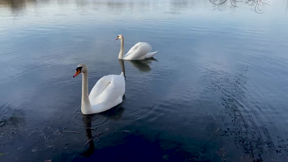 White swans on the water together as a concept of fidelity and love. A white swan with fluffy wings 