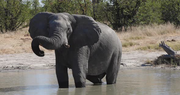 African Elephant in Chobe Botswana safari wildlife