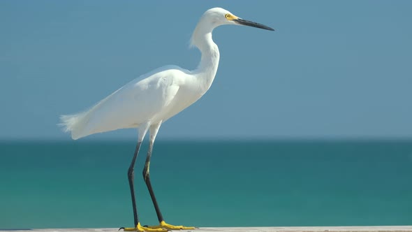 White Heron Wild Sea Bird Also Known As Great Egret on Seaside in Summer