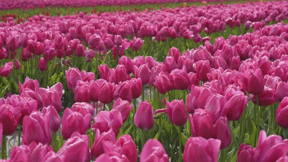 Tulip Flower Field