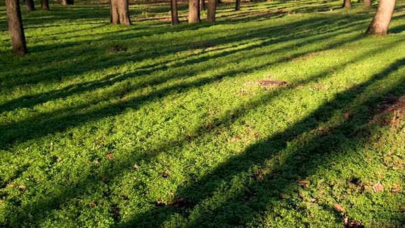 Nature green grass background with shadows