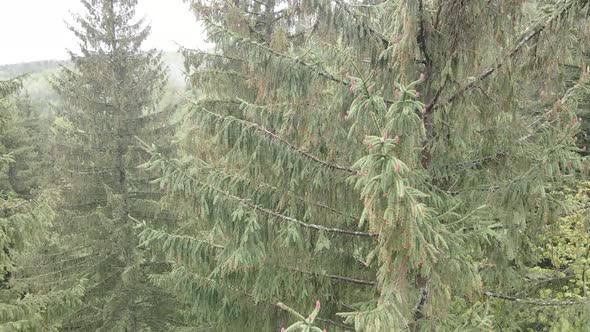 Ukraine, Carpathian Mountains: Spruce in the Forest. Aerial. Gray, Flat
