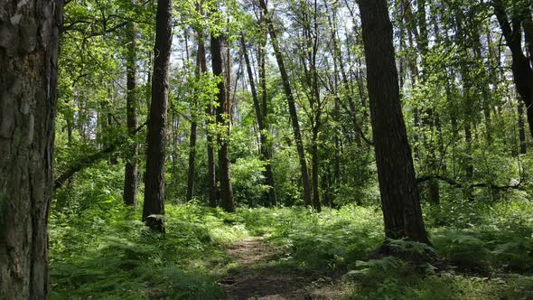 Beautiful Green Forest on a Summer Day Slow Motion