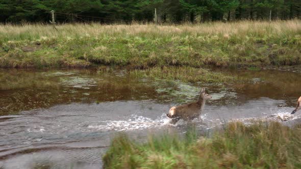 A Herd of Red Deer Hinds Running in the Scottish Highlands in Slow Motion