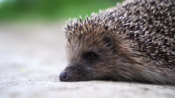 Hedgehog on Meadow Sniffing in Nature View