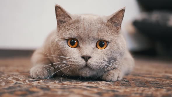 Domestic British Cat with Big Eyes Sits in Floor Ambush Preparing to Attack