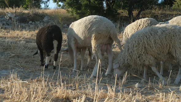 Farming Sheep