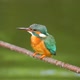 Hunting kingfisher (Alcedo atthis) - VideoHive Item for Sale