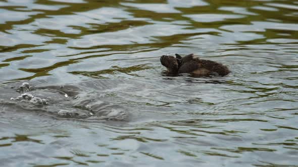 Mallard Duck with Duckling