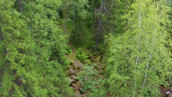 A Tourist Walks Through the Forest