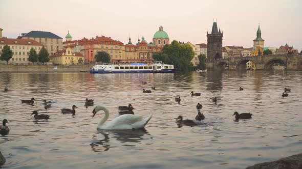 Swan Near Charles Bridge