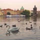 Swan Near Charles Bridge - VideoHive Item for Sale