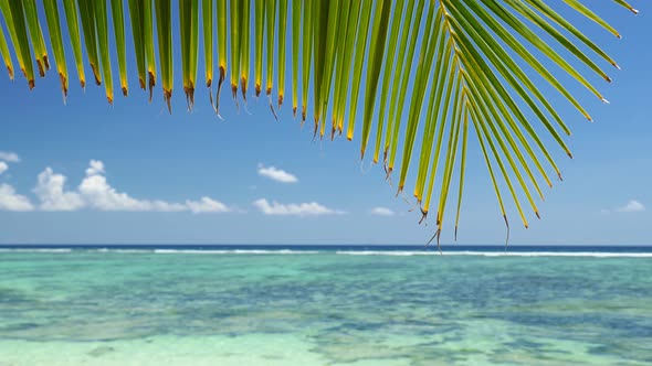 Palm Leaf on Tropical Beach Peaceful Swaying in Breeze Against Ocean Turquoise Lagoon with Reef