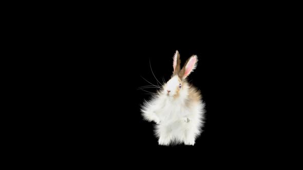 Rabbit Dancing HD