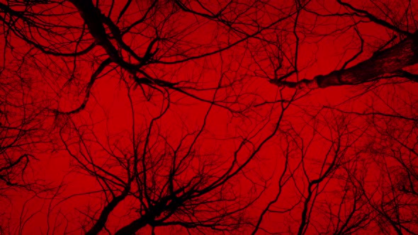 Moving Under Dark Trees On Red Sky Abstract