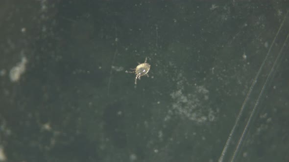 Acari Deutonymph Mite From the Family Histiostomatidae Under a Microscope