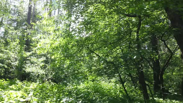 Beautiful Green Forest on a Summer Day Slow Motion