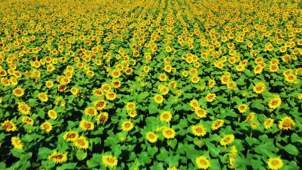 Aerial View: Flying Over a Blooming Sunflower Field