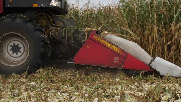 harvester reaps the ripe corn crop