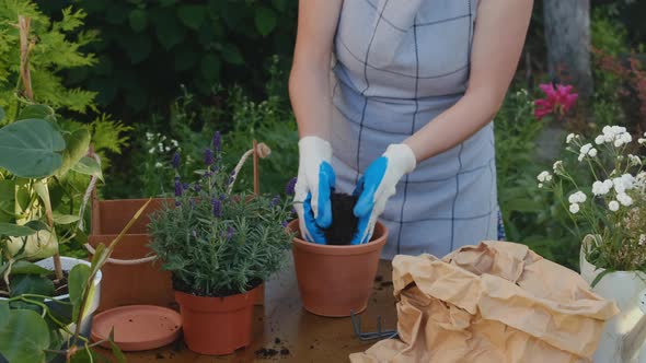 Gardener Transplanting Lavender Plant Into Ceramic Pot in Backyard Garden