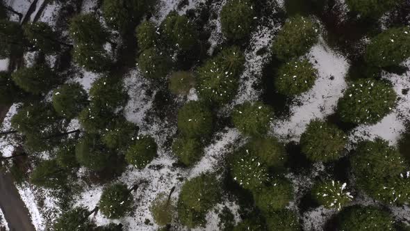 Topdown view Snowy woodland, rotating over Treetops on Snow ground, Kolitza Mount. Spain