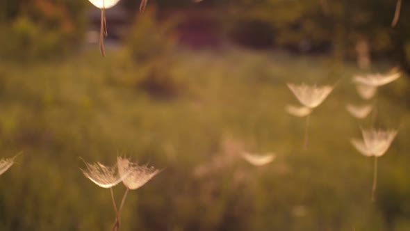 Dandelion Seeds in the Air