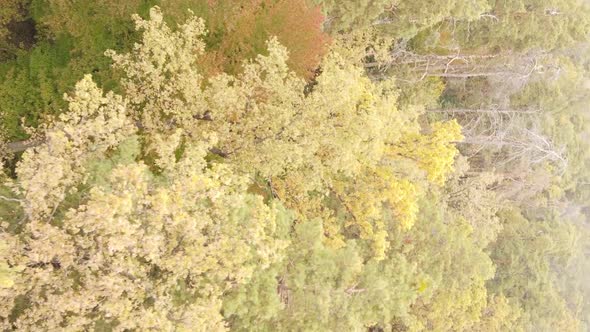 Vertical Video of Trees in the Forest in Autumn