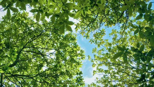 Trees And Blue Sky Above On Perfect Summer Day