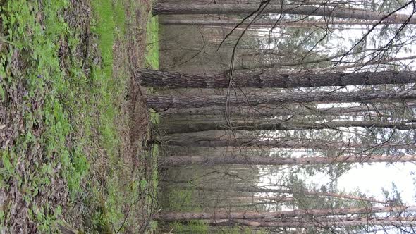 Vertical Video of Beautiful Forest Landscape Aerial View